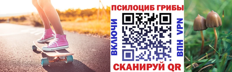 закладка  Владикавказ  Псилоцибиновые грибы Psilocybe 
